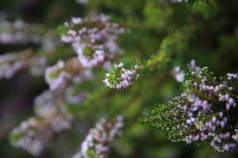 lavender, macro, green, flower, flowering plant, freshness HD wallpaper