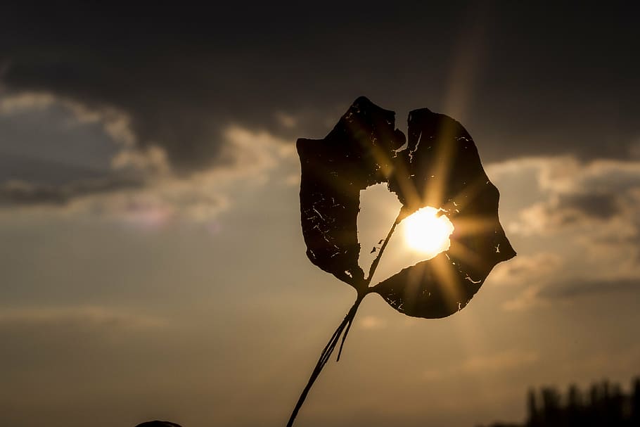 autumn, heart, leaf, light, love, sun, sunbeam, nature, sky HD wallpaper