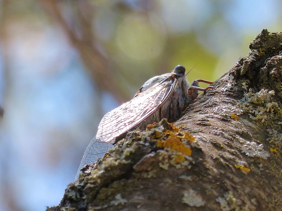 cicada, trunk, summer cri cri, animal, animals in the wild