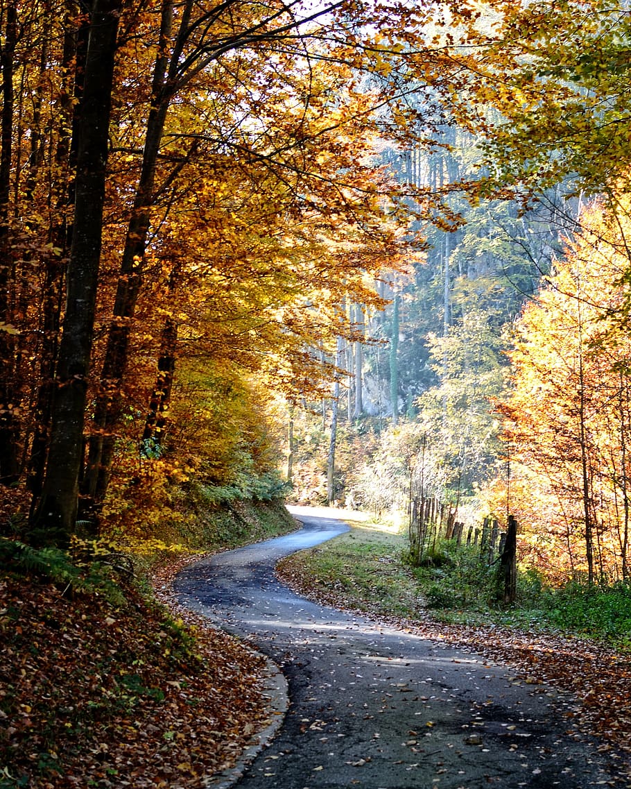 road between autumn trees, away, forest, nature, leaves, yellow, HD wallpaper