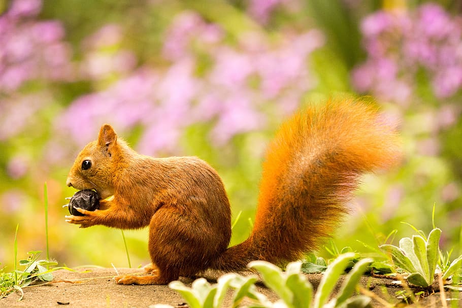 squirrel, nut, autumn, rodent, nibble, animal wildlife, animal themes HD wallpaper