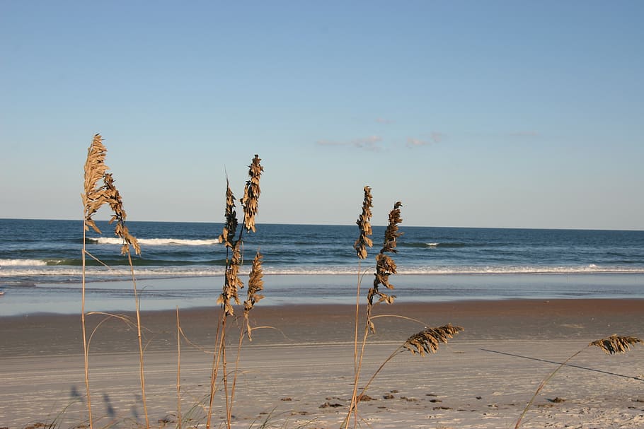 beach, sand, waves, ocean, grass, vacation, florida, alabama HD wallpaper