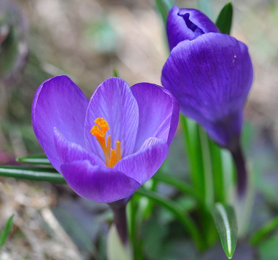 crocus, flower, blossom, bloom, purple, plant, spring flower HD wallpaper