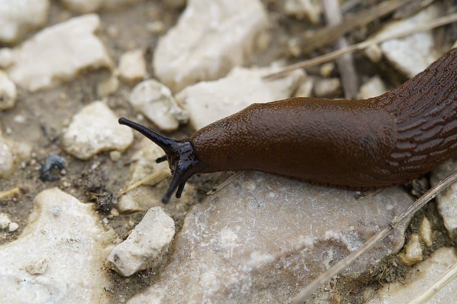 slug, snail, crawl, away, slowly, mollusk, brown, close, head HD wallpaper