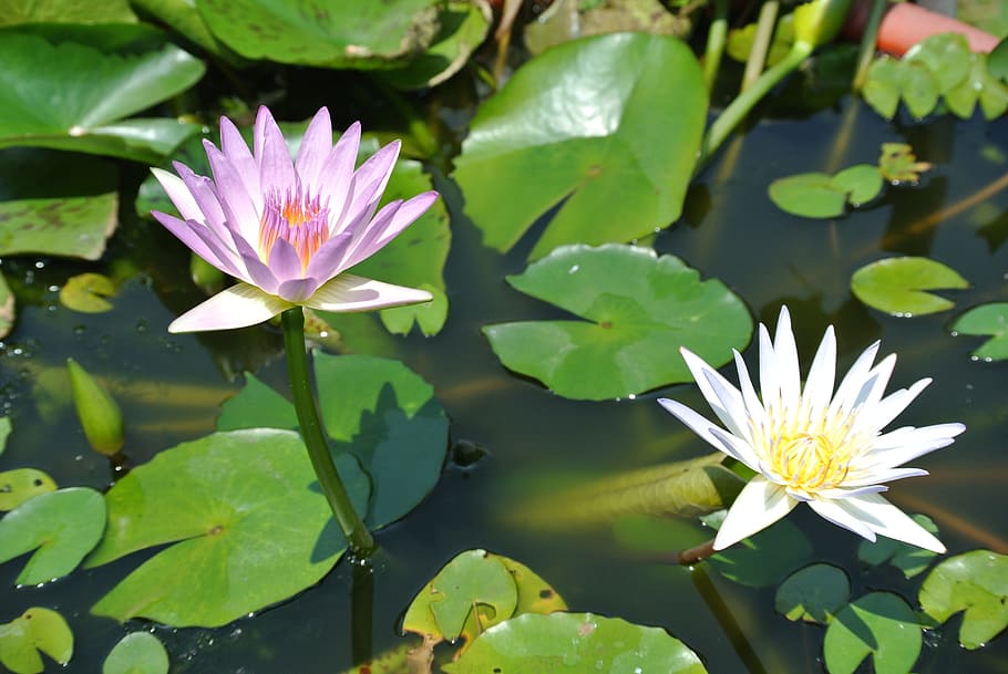 lotus, nymphaea alba, flower, water lily, flowering plant, lake HD wallpaper