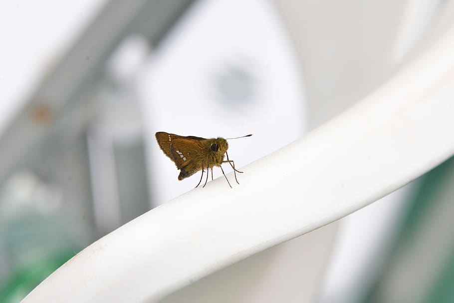 insect, nature, fly, invertebrate, one animal, animal wildlife HD wallpaper