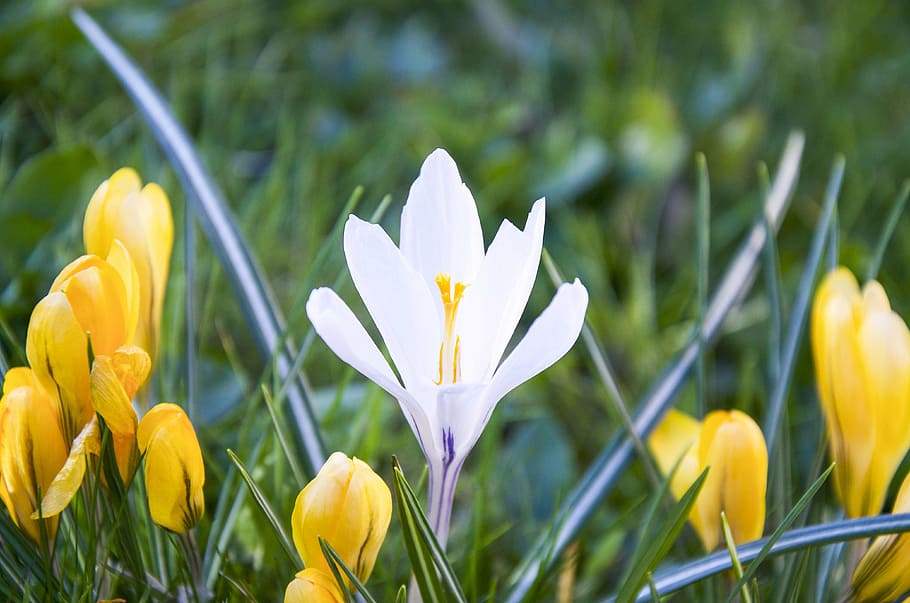 crocus, white, yellow, spring, sunshine, flower, flowering plant HD wallpaper