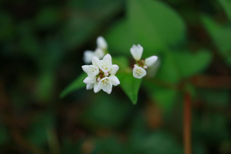 flowers, affix, spring, macro, plant, flowering plant, beauty in nature HD wallpaper