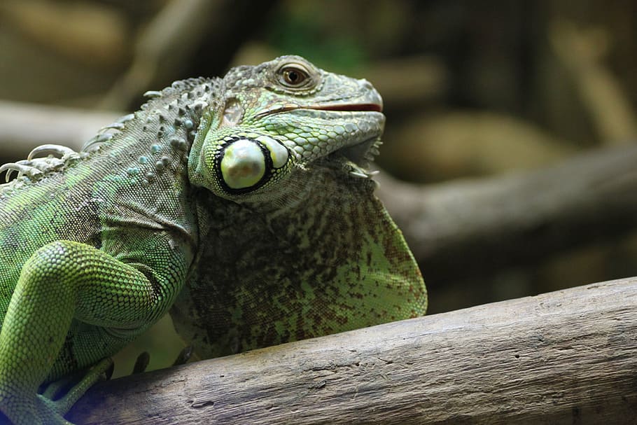 lizard, zoo, reptile, scale, animal, animal themes, animal wildlife HD wallpaper