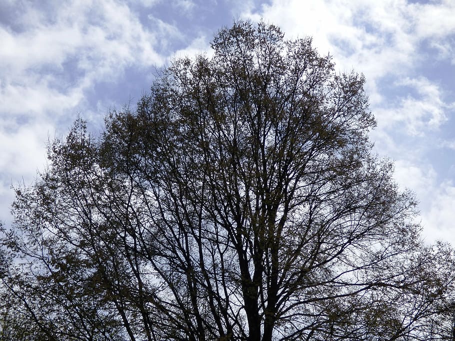 tree, sky, spreading, branches, nature, spring, green, plant HD wallpaper