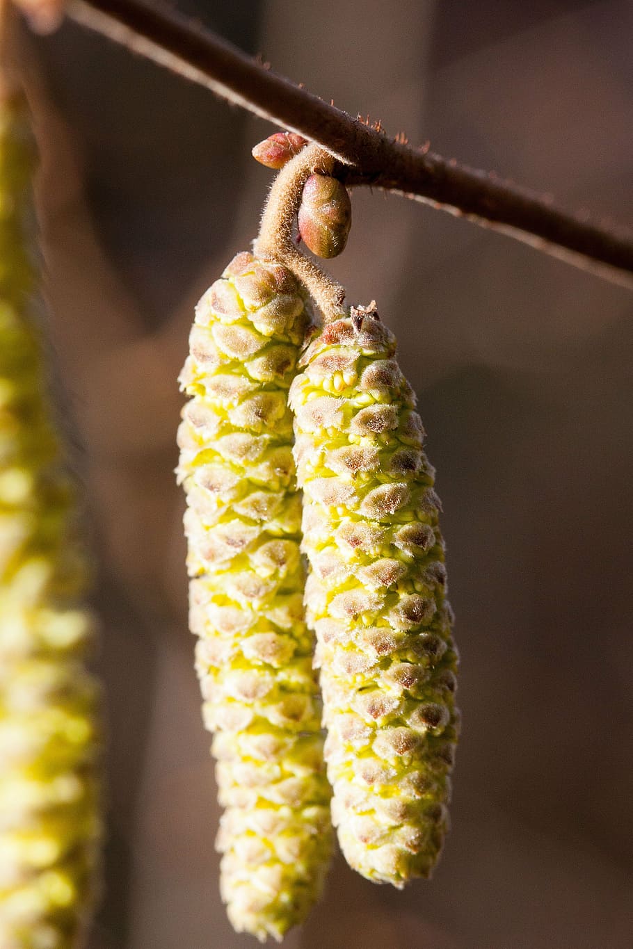 inflorescences, hazel, hazelnut, spring, frühlingsanfang, bush HD wallpaper