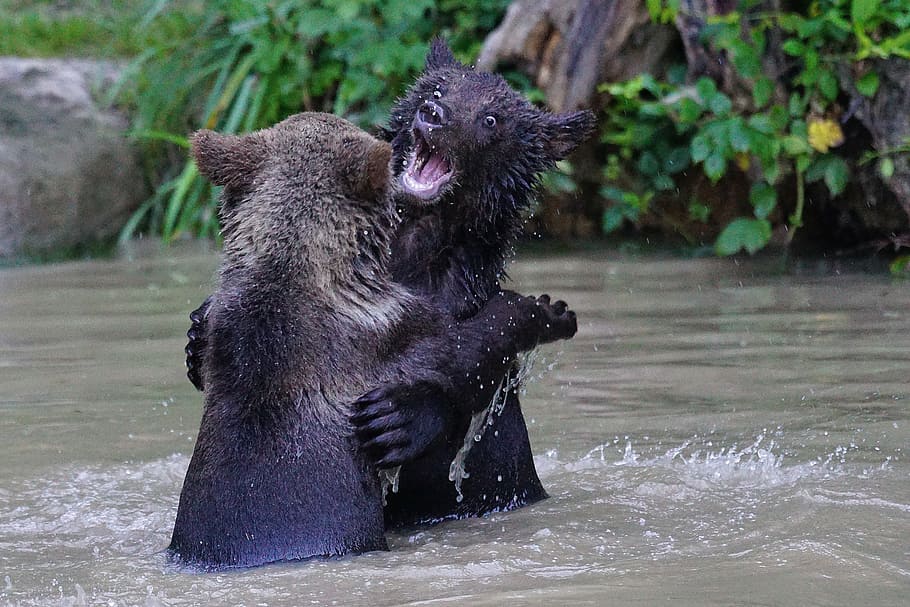 two black bear fighting, brown bear, predator, teddy, mammals, HD wallpaper