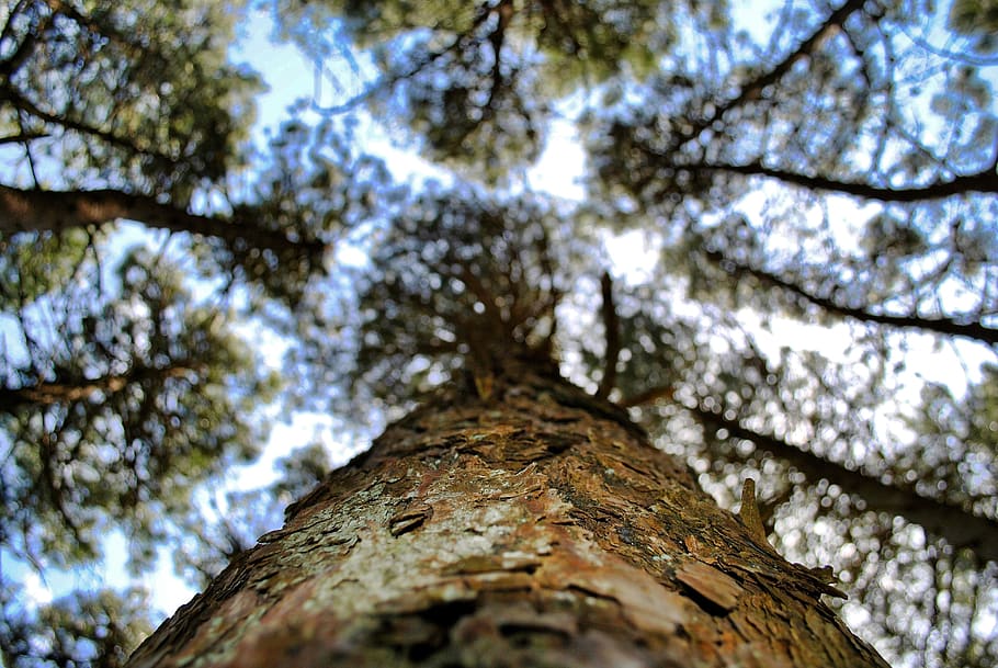tree, nature, wood, sky, branch, dry branch, green, plant, trees HD wallpaper