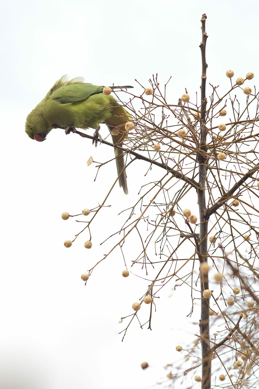 Ara, Parrot, Bird, Branch, Tree, green, animal, nature, animal wildlife HD wallpaper