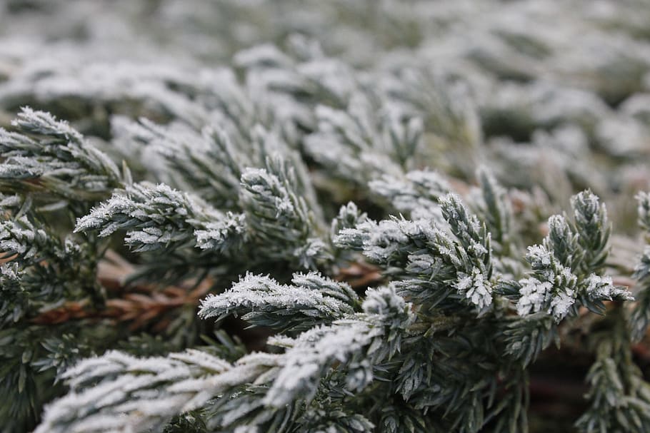 frost, snow, cold, winter, ice, snowfall, weather, frozen, cold temperature HD wallpaper