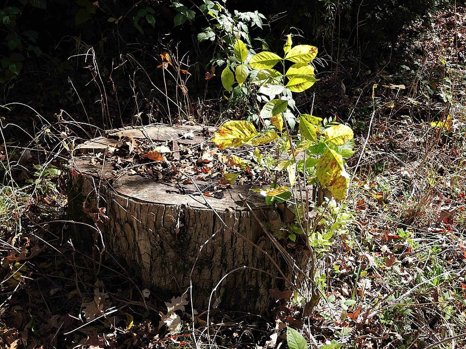 Tree Stump, Woods, Nature, large tree, outdoors, trail path HD wallpaper
