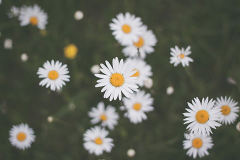 Les petites reines, selective focus photo of white daisy flowers HD wallpaper