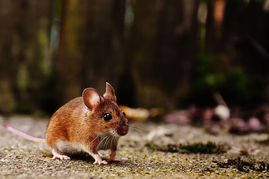 brown mouse on land, rodent, cute, mammal, nager, nature, animal, HD wallpaper