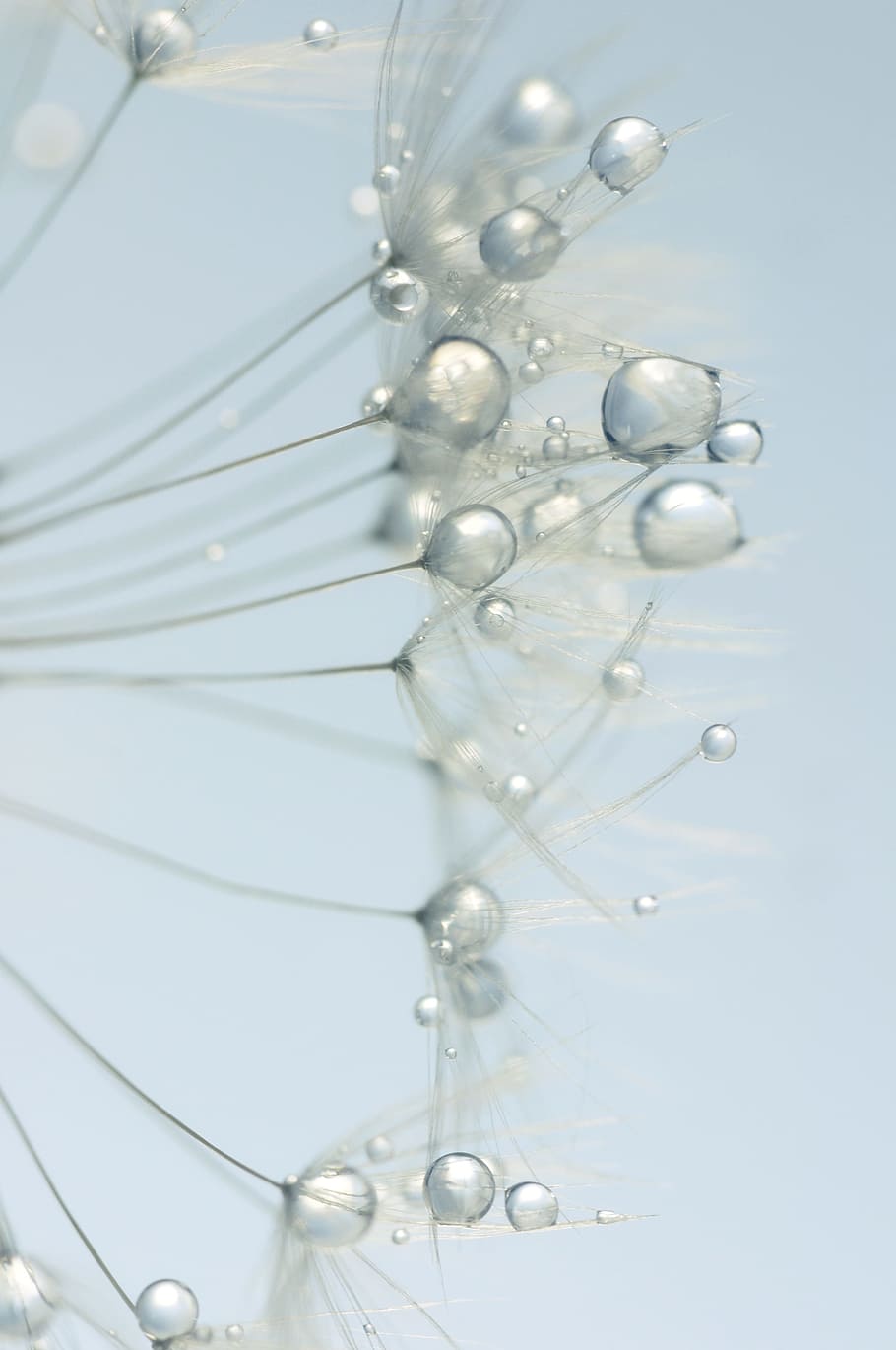 macro photography of water dew on dandelion, seeds, close, drip HD wallpaper