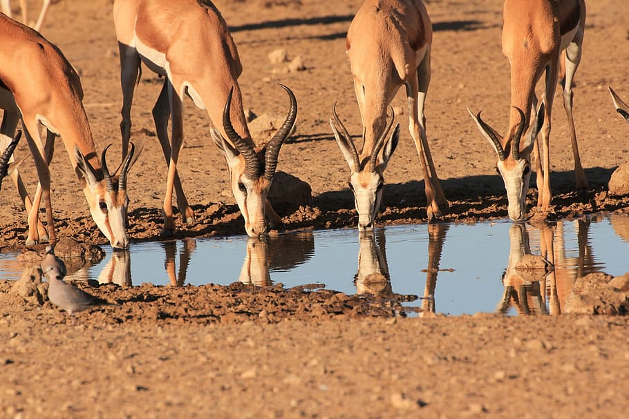 springbok, drinking, waterhole, reflection, animal themes, animal wildlife HD wallpaper