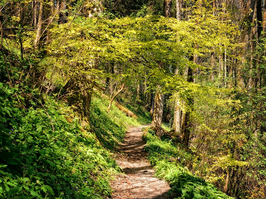 away, path, forest, hiking, nature, trail, forest path, green HD wallpaper