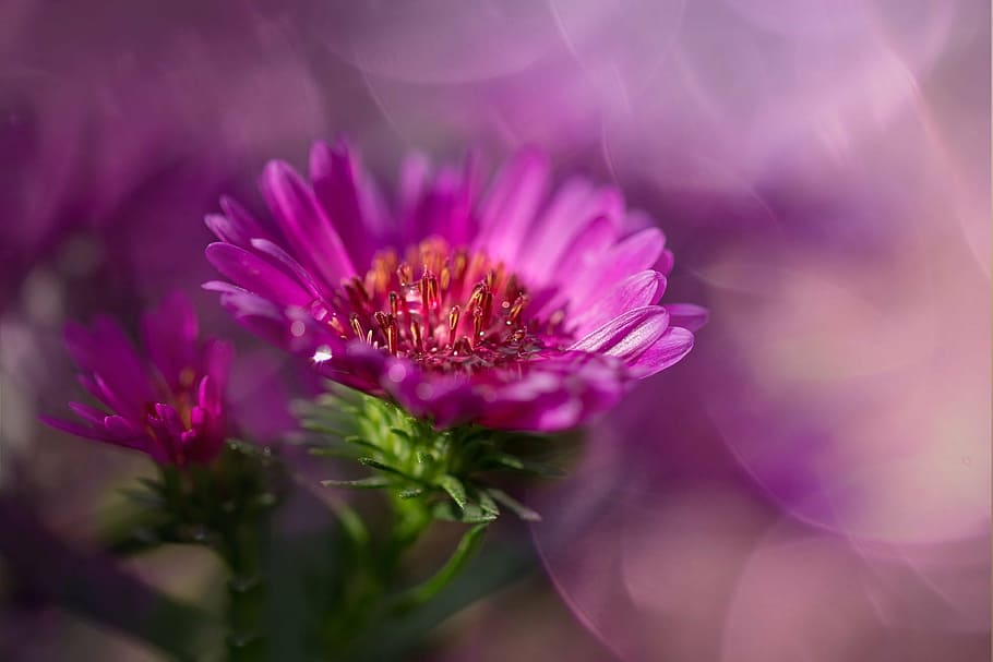 selective focus photography of pink petaled flower, herbstaster HD wallpaper