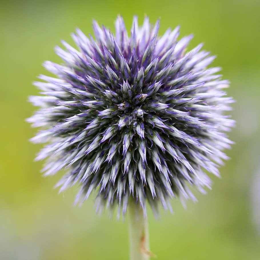 shallow focus photography of white and purple globe thistle flower HD wallpaper