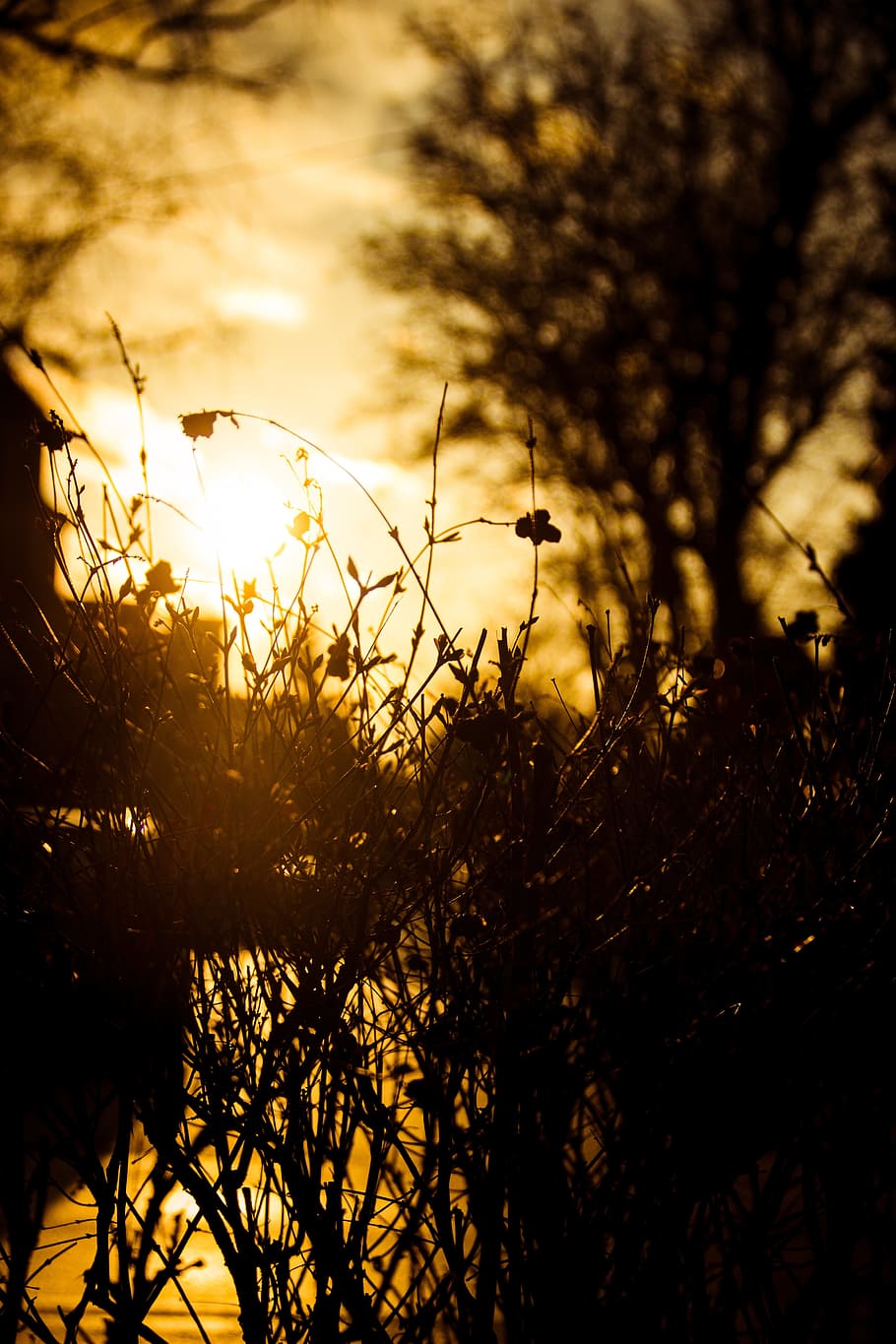 Tree, Forest, Nature, Landscape, Park, light, sunshine, sunrise HD wallpaper