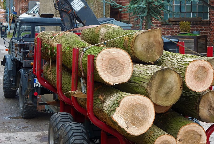 Forest, Oak, Oak, Wood, stack, occupation, industry, agriculture HD wallpaper