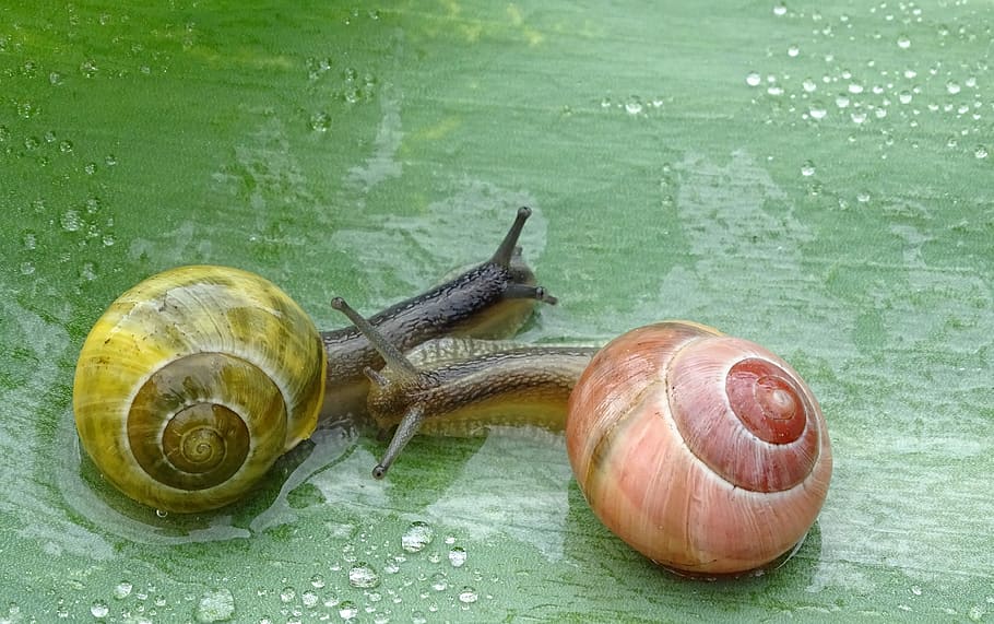 snail, shell, slowly, slimy, bauchfuessler, nature, housing HD wallpaper