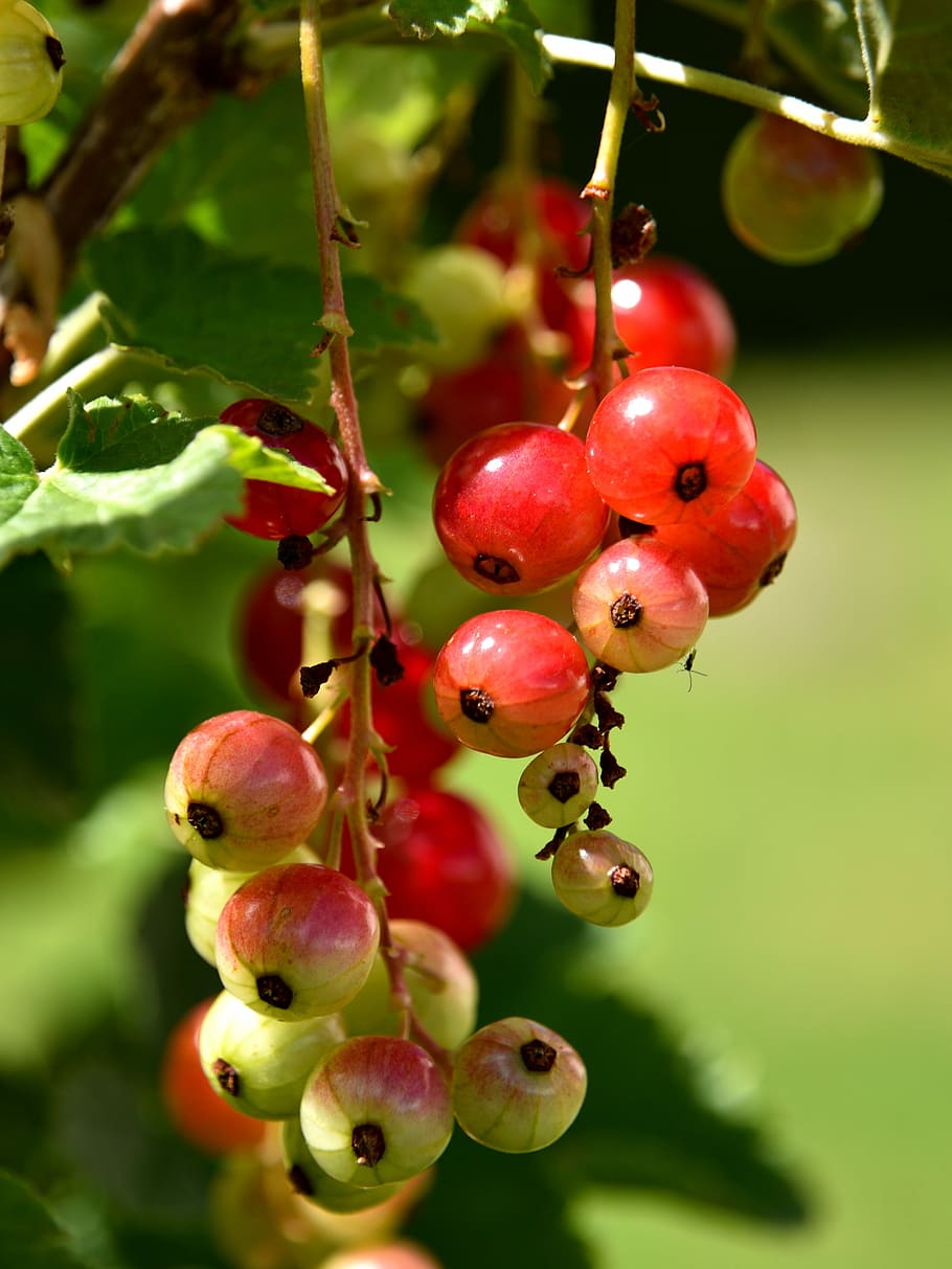 Currants, Fruit, Close, Bush, Leaves, red, hanging, food and drink HD wallpaper