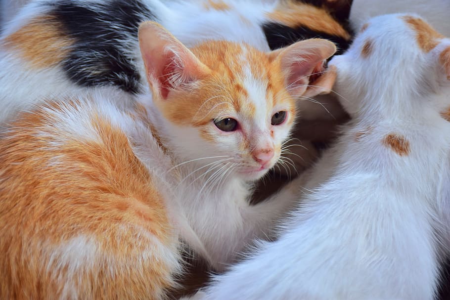 cat, kitten, cute, pets, ball animal, domestic, domestic cat HD wallpaper