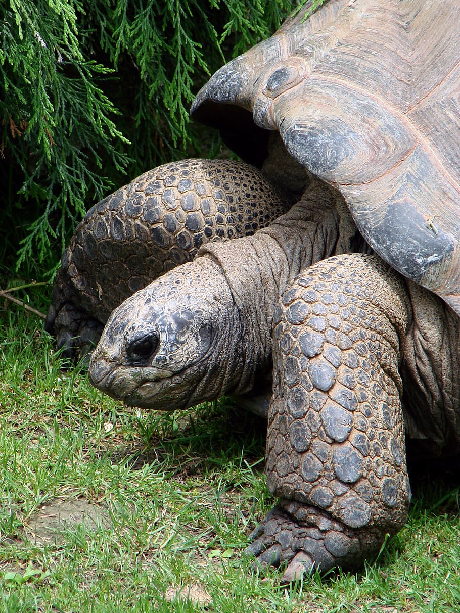tortoise, giant, reptile, shell, wildlife, large, zoo, animal HD wallpaper