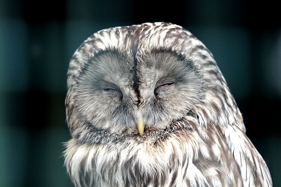 closeup photo white and gray owl, bird, front disc, sleeps, beak