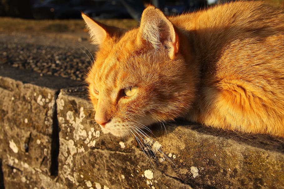 cat, pet, red cat, cute, lying, mammal, animal, animal themes HD wallpaper