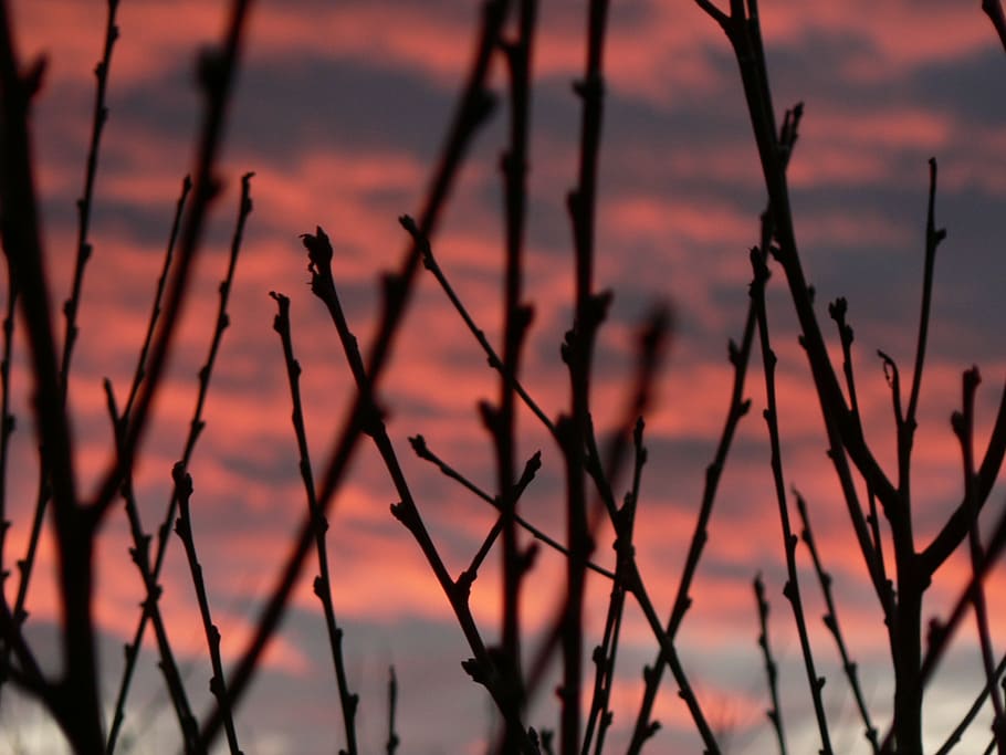 sunset, sky, bough, silhouette, purple, pink, dusk, background HD wallpaper