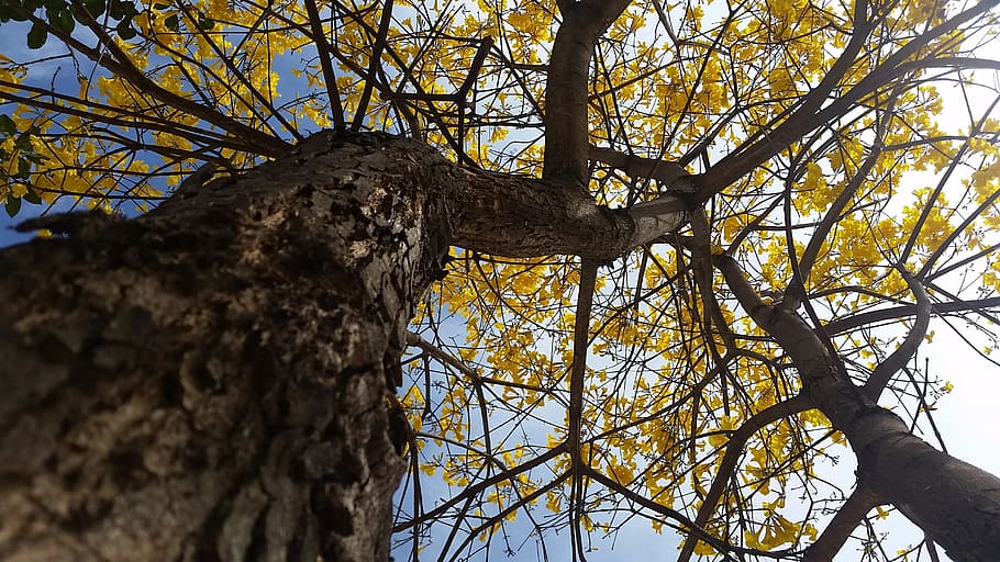 yellow ipê, tree, nature, plant, low angle view, branch, tree trunk HD wallpaper