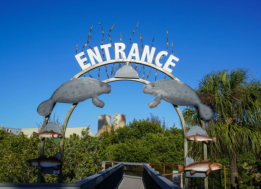 manatee, viewing area, apollo beach, florida, nature, tropical, HD wallpaper