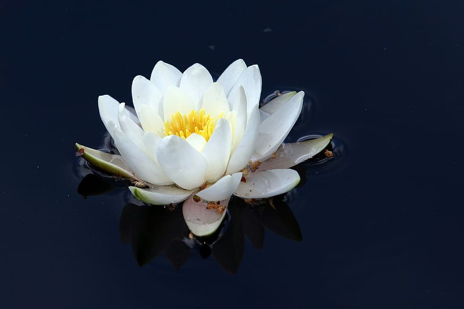 flower, summer, flowering plant, freshness, fragility, vulnerability HD wallpaper