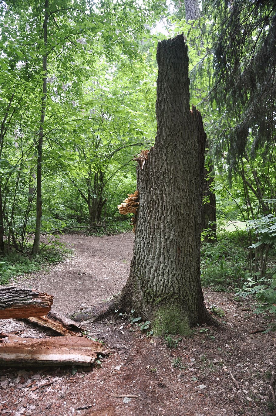trunk, tree, broken, fallen, forest, spring, nature, woodland HD wallpaper