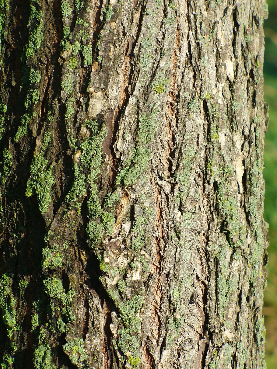 tree, bark, lichen, wood, trunk, rough, moss, green, weathered HD wallpaper