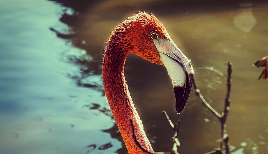 water, reflection, bokeh, bird, animal, neck, animal themes HD wallpaper