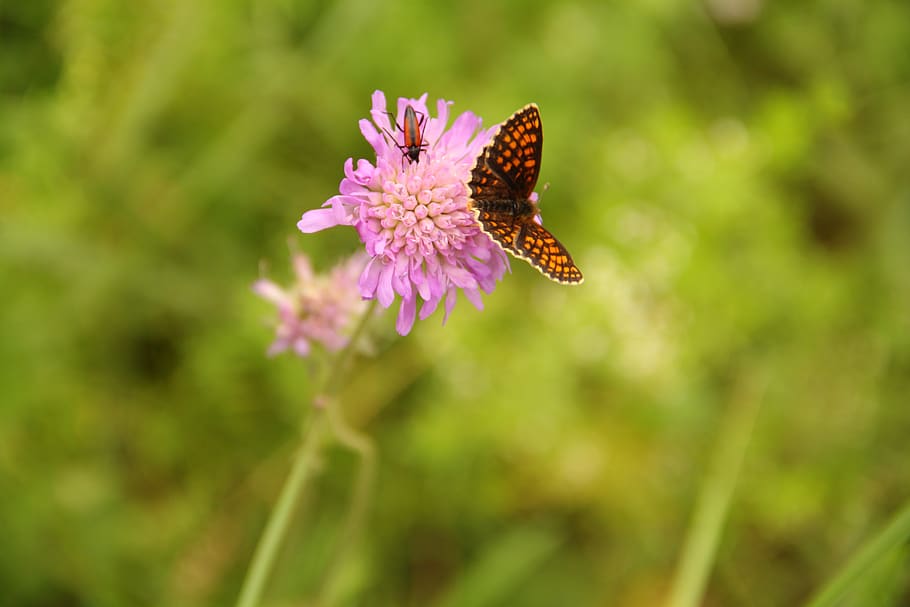 butterfly, flower, flowering plant, beauty in nature, freshness HD wallpaper