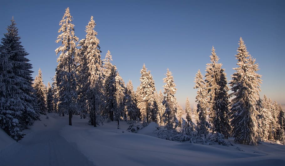 snow, winter, forest, tree, cold temperature, plant, land, tranquility HD wallpaper