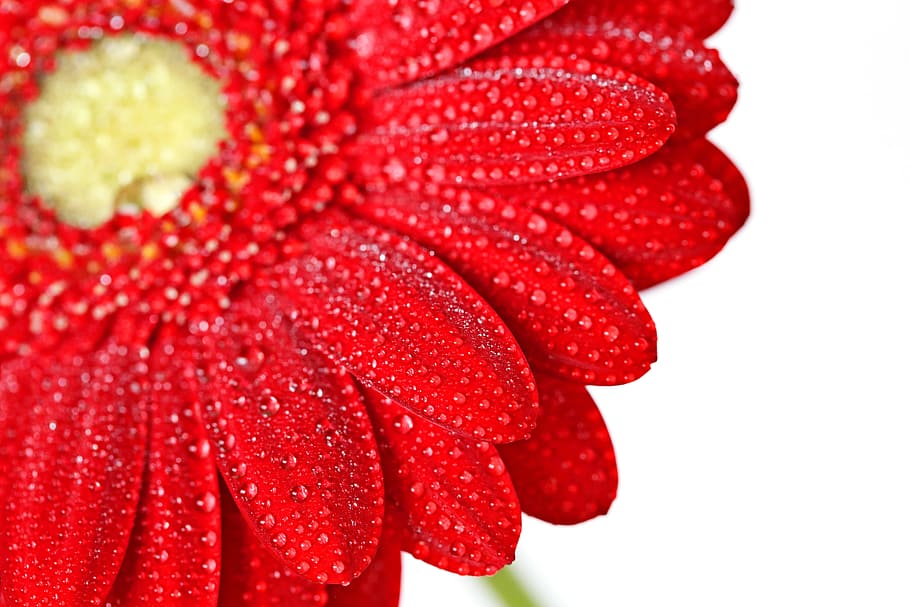 red, gerbera, flower, drop, water, dew, white, background, nature HD wallpaper