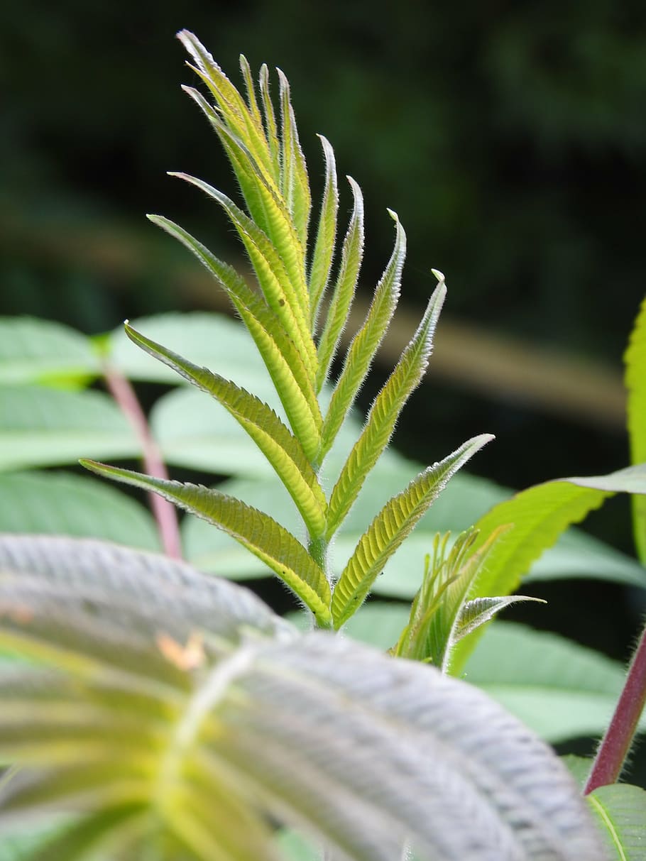 leaf, nature, tree, plant, leaves, green, grass, growth, plant part HD wallpaper