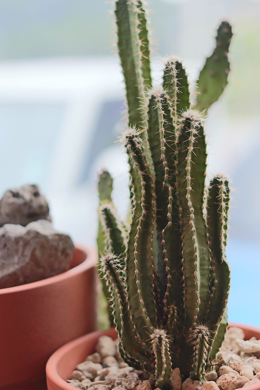 cactus, cafe, succulent plant, growth, focus on foreground HD wallpaper