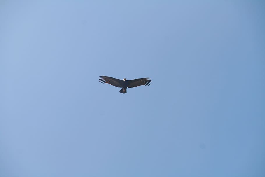 flight, bird, ave, sky, wings, fly, flying, fauna, animal themes HD wallpaper