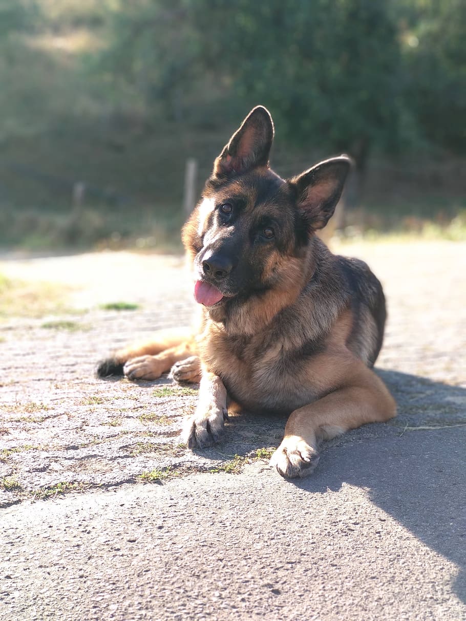 dog, pet, schäfer dog, german shepherd, sweet, sun, summer, HD wallpaper