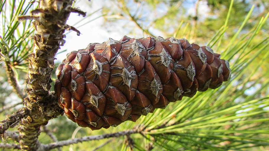 cone, pine, tree, nature, forest, pinecone, fruit, food, leaf HD wallpaper